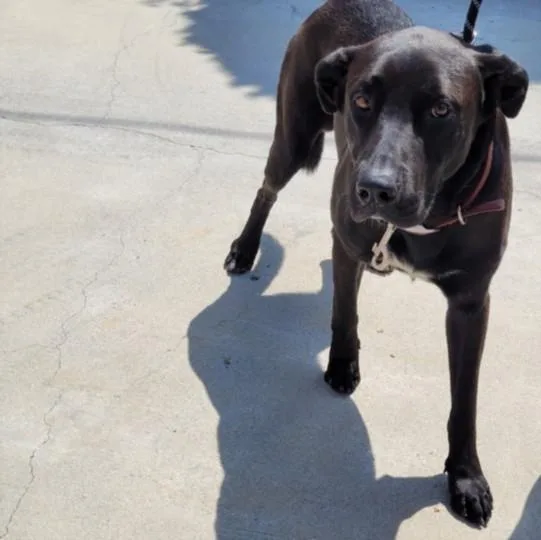An adult large-sized male Labrador Retriever dog named Solomon for adoption in San Pedro, CA