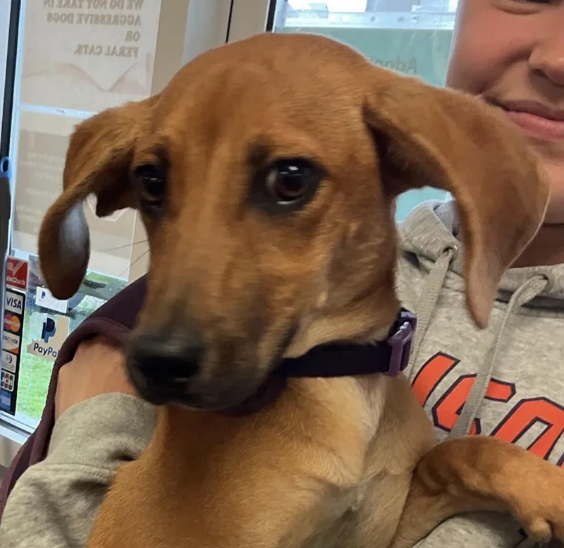 A young medium-sized female Hound dog named Saige for adoption in Indiana, PA