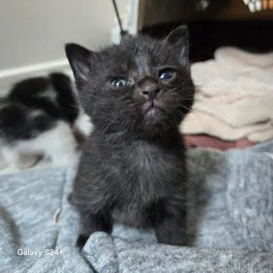 A baby small-sized male Black Domestic Short Hair cat named Thoughtful for adoption in South Elgin, IL