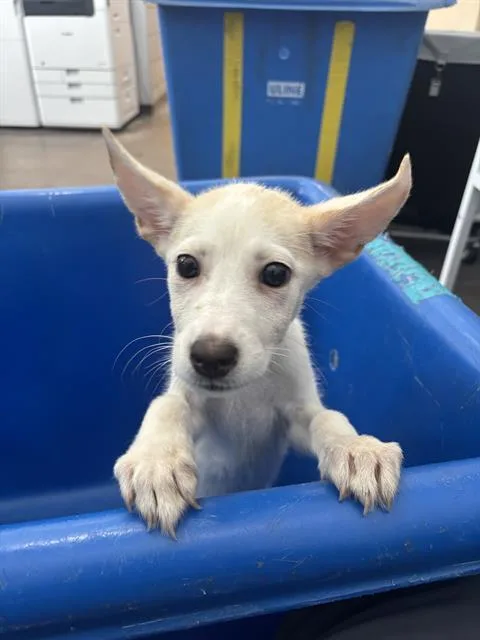 A baby large-sized female Mixed Breed dog named Clarissa for adoption in Dallas, TX