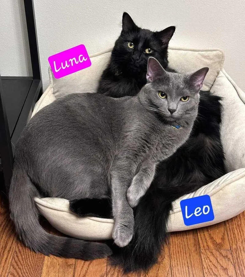 An adult medium-sized male Domestic Short Hair cat named Leo for adoption in Jessup, MD