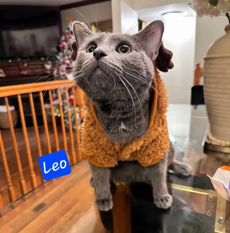 Leo thumbnail 2