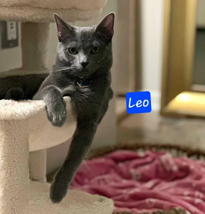 Leo thumbnail 3