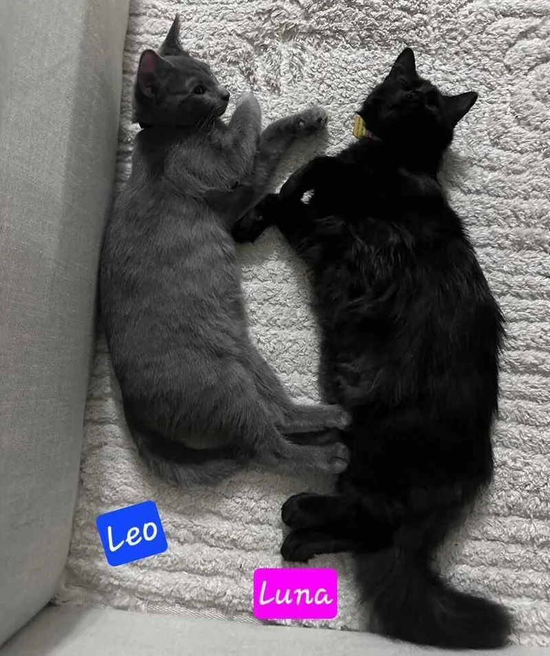 Leo thumbnail 4