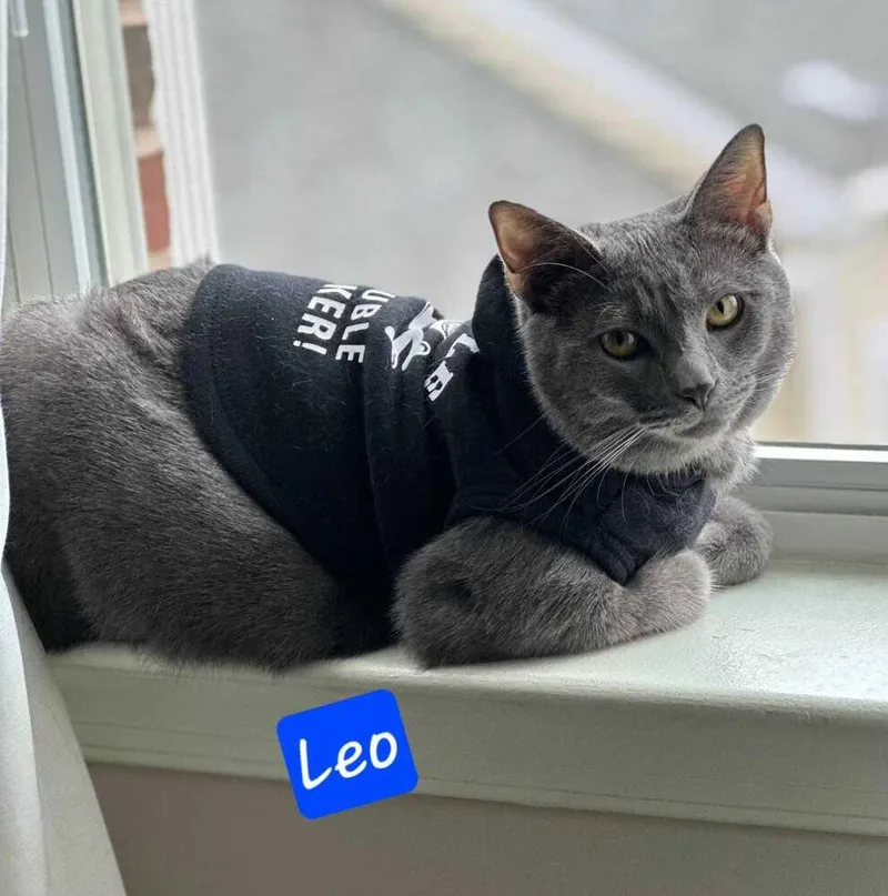 Leo thumbnail 5