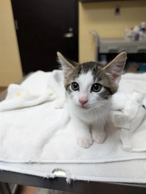 A baby medium-sized male Domestic Short Hair cat named Raleigh for adoption in Cookeville, TN