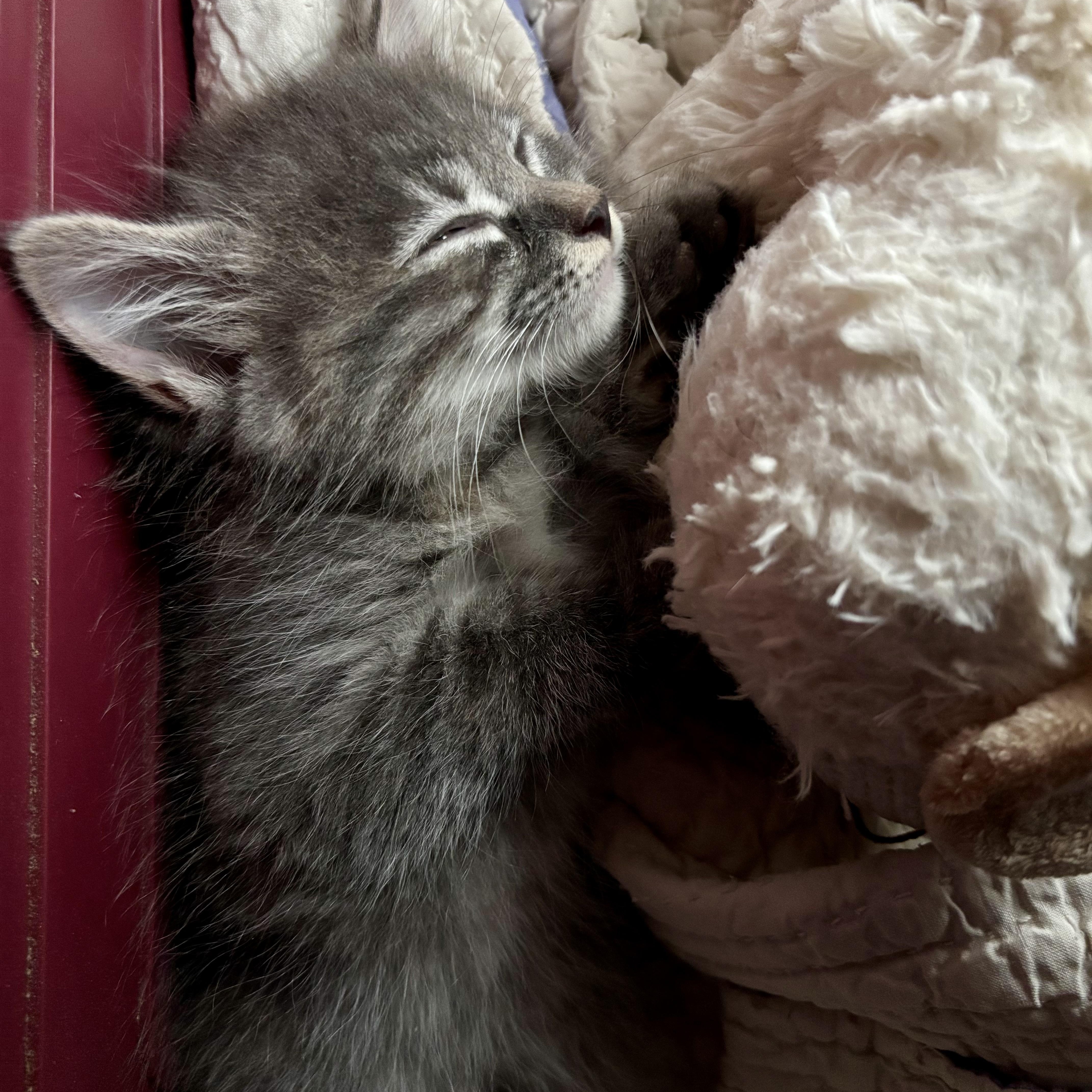 A baby medium-sized female Tabby (Gray / Blue / Silver) Domestic Medium Hair cat named Squish for adoption in High View, WV