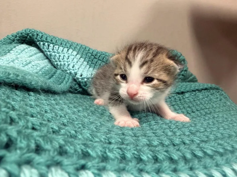 A baby medium-sized male Domestic Short Hair cat named Nano for adoption in Batesville, AR