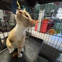 A baby medium-sized female Orange & White Domestic Short Hair cat named Canela for adoption in Phoenix, AZ
