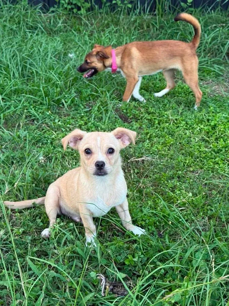 A baby small-sized male White / Cream Terrier dog named Howie 🇨🇦 for adoption in Silsbee, TX