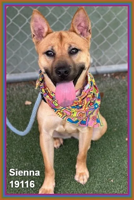 A young medium-sized female Tricolor (Brown, Black, & White) Shepherd dog named Sienna for adoption in Marietta, GA