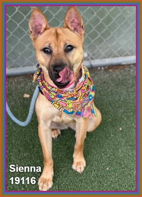 Sienna thumbnail 2