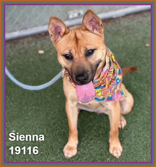Sienna thumbnail 3