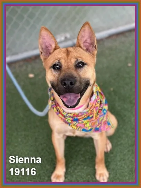 Sienna thumbnail 4