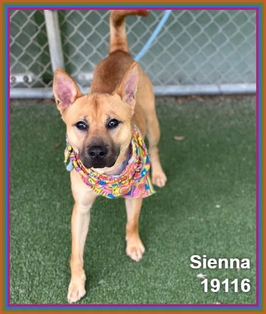 Sienna thumbnail 5