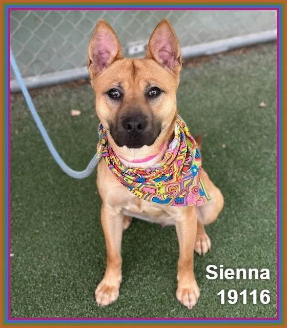 Sienna thumbnail 6