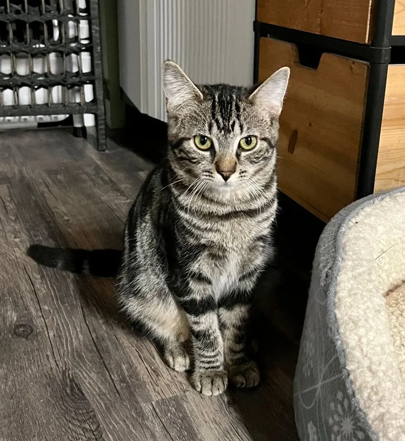 An adult medium-sized female Tabby (Tiger Striped) Domestic Short Hair cat named Helen for adoption in East Amherst, NY