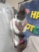 A young small-sized female Calico Dilute Calico cat named Ember for adoption in McCook, NE