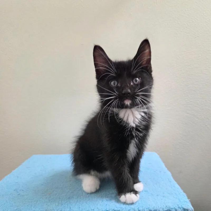 A baby medium-sized male Black & White / Tuxedo Tuxedo cat named River for adoption in High Ridge, MO