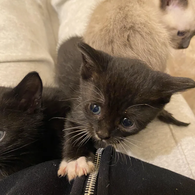A baby medium-sized female Domestic Short Hair cat named Kimchi for adoption in Penryn, CA