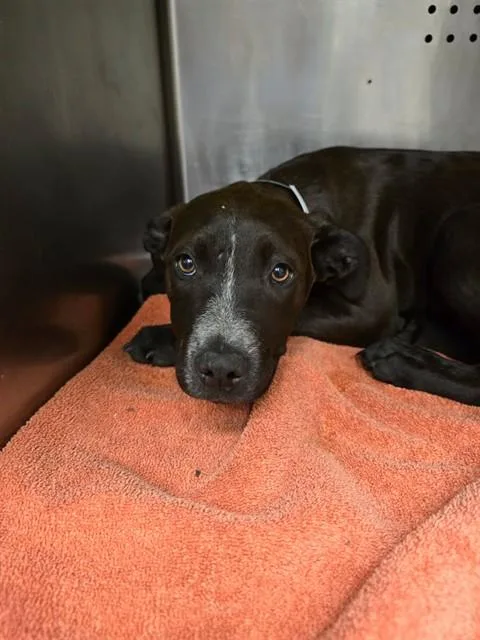 A baby small-sized female Pit Bull Terrier dog named Halley for adoption in Rancho Cucamonga, CA