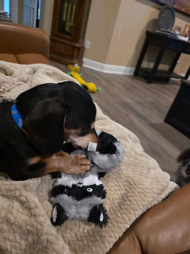 An adult small-sized male Bicolor Dachshund dog named Zorro for adoption in Fort Walton Beach, FL