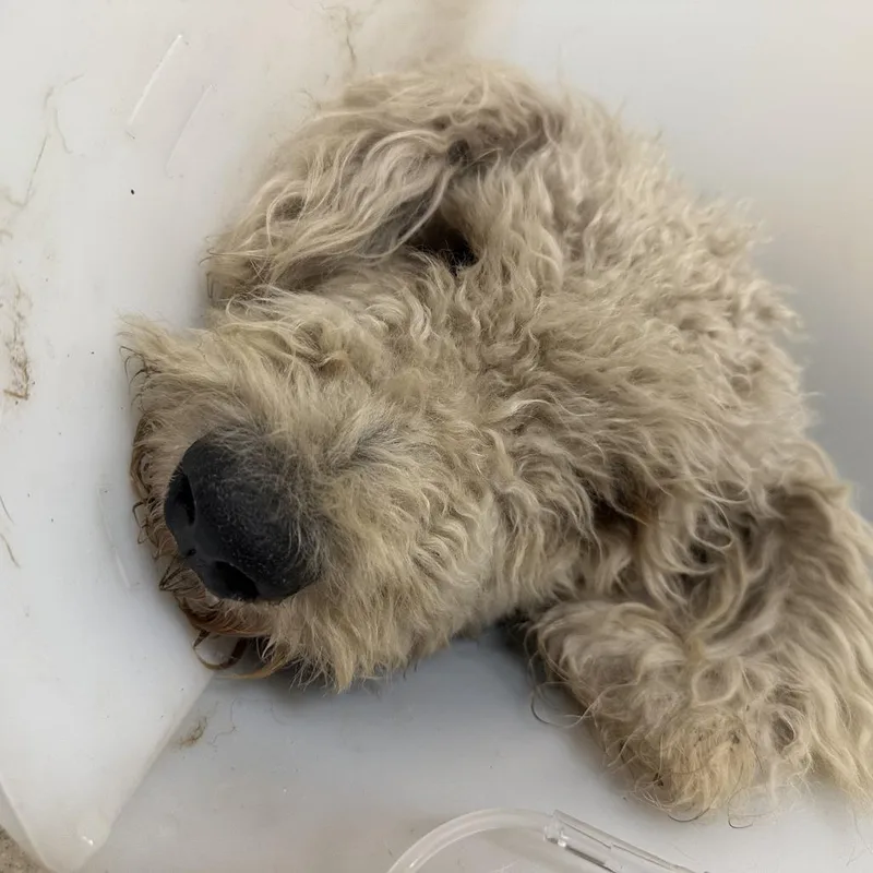A young medium-sized male Standard Poodle dog named Paulie Pocket for adoption in Austin, TX