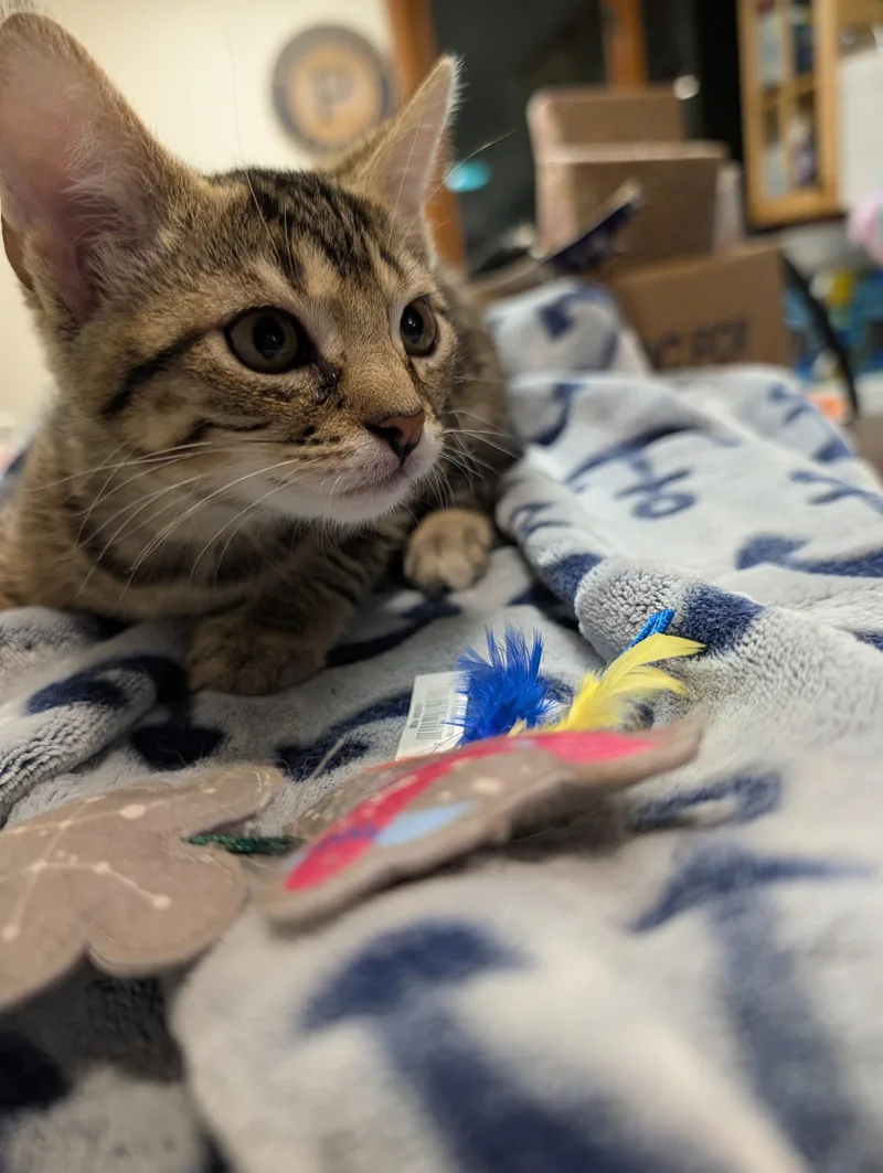 A young medium-sized male Tabby (Brown / Chocolate) Domestic Short Hair cat named Rootbeer for adoption in Allison Park, PA