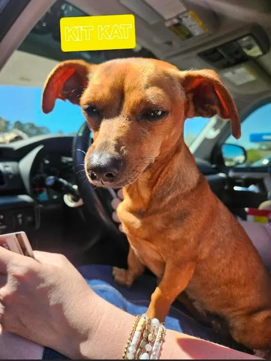 Kit Kat In La thumbnail 3