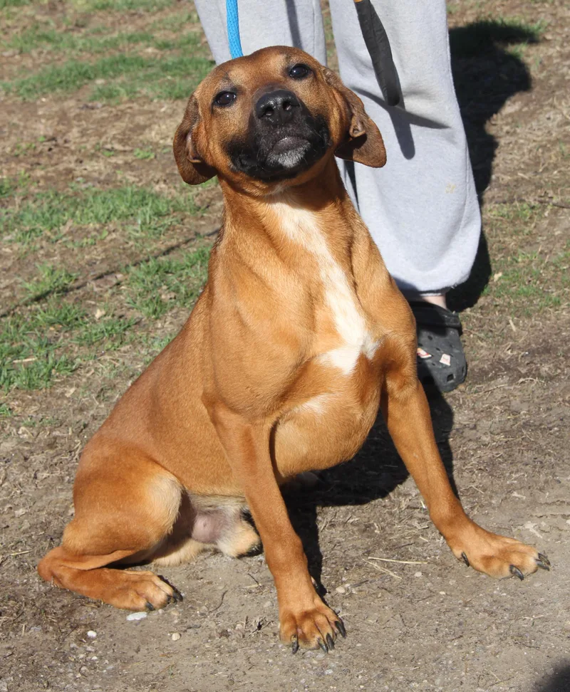 An adult medium-sized male Brown / Chocolate Hound dog named Zack for adoption in Marietta, OH