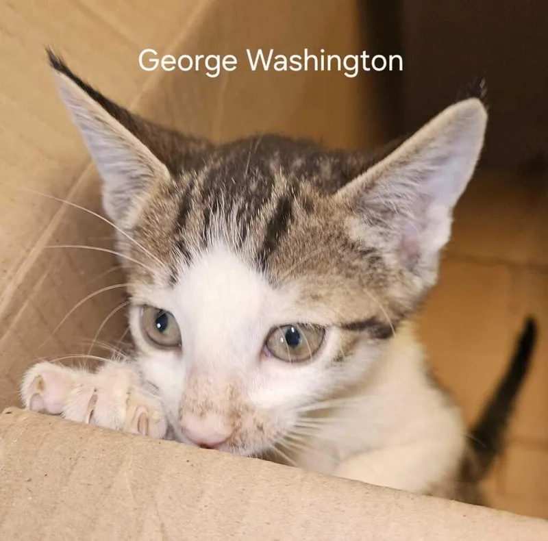 A baby medium-sized male Domestic Short Hair cat named George Washington for adoption in Parkville, MD