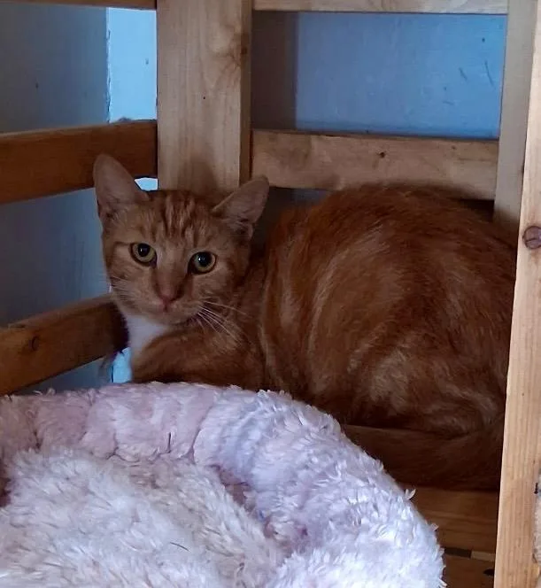 An adult medium-sized female Domestic Short Hair cat named Sally for adoption in North Vernon, IN