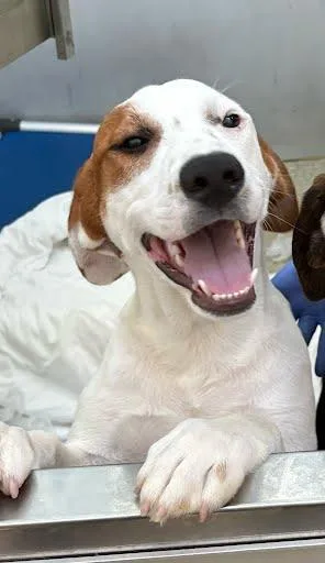 A young large-sized male Hound dog named Ravi for adoption in Washington, DC
