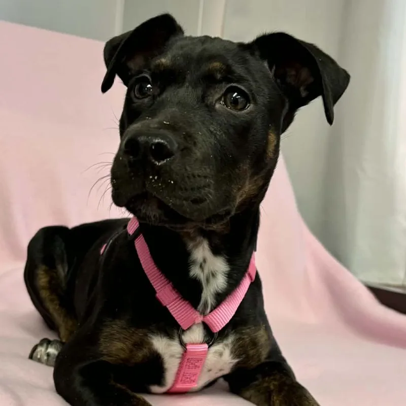 Tessa Lynn thumbnail 3