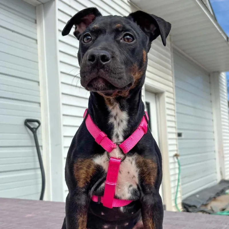 Tessa Lynn thumbnail 4