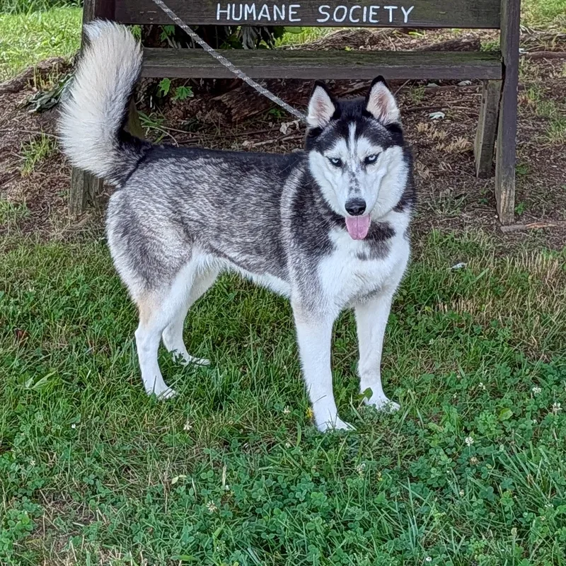 Echo
