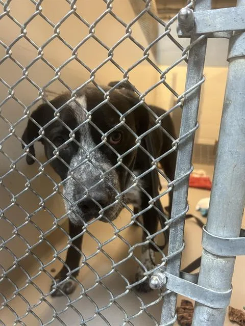 An adult large-sized male Pit Bull Terrier dog named Zeus for adoption in Kent, WA