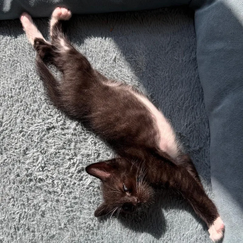 A baby small-sized male Black Domestic Short Hair cat named Puck for adoption in Middle Village, NY