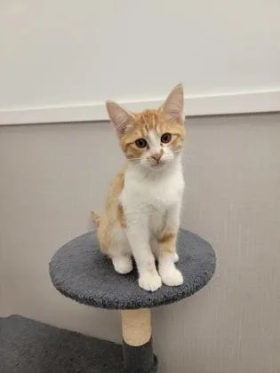 A baby small-sized male Domestic Short Hair cat named Dallas for adoption in Fergus Falls, MN