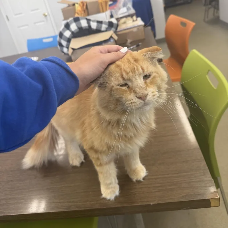 Mr. Orange Buddy Bar