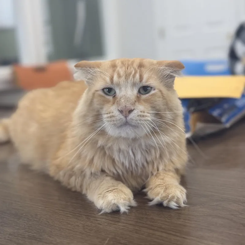 Mr. Orange Buddy Bar thumbnail 3