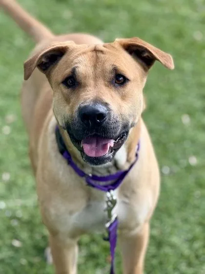 An adult medium-sized female Mixed Breed dog named Bee for adoption in Daytona Beach, FL