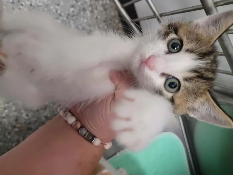 A baby medium-sized male Domestic Short Hair cat named Joe for adoption in Republic, MO