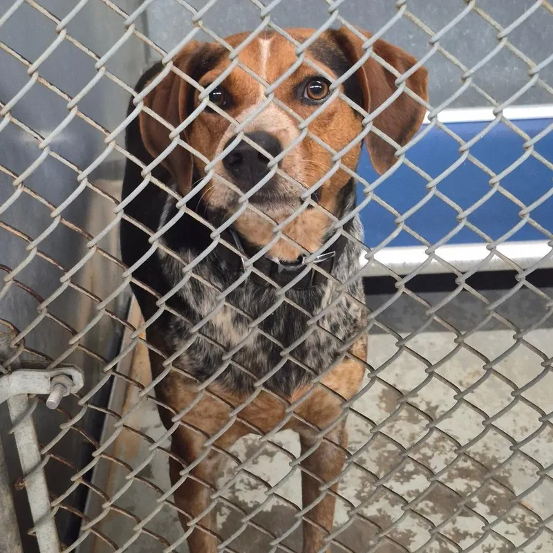 An adult small-sized male Brown / Chocolate Hound dog named Frisco for adoption in Oak Ridge, TN