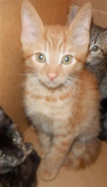 A baby small-sized male Domestic Short Hair cat named Naranja for adoption in San Jose, CA