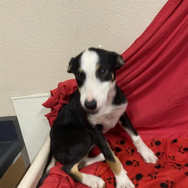 A baby small-sized female Border Collie dog named A for adoption in Modesto, CA