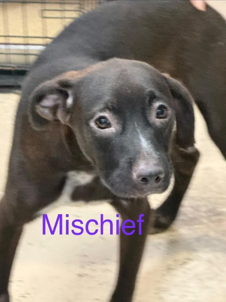 A baby medium-sized male Labrador Retriever dog named Mischief for adoption in Saint Francisville, LA
