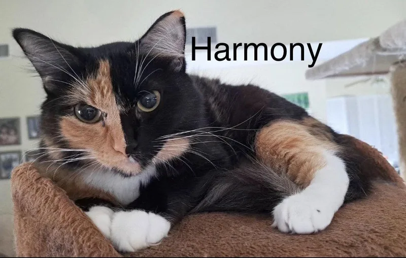 A young large-sized female Maine Coon cat named Harmony for adoption in Oakland Park, FL