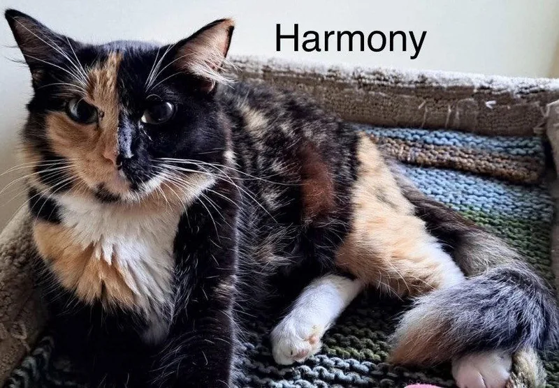 Harmony thumbnail 2