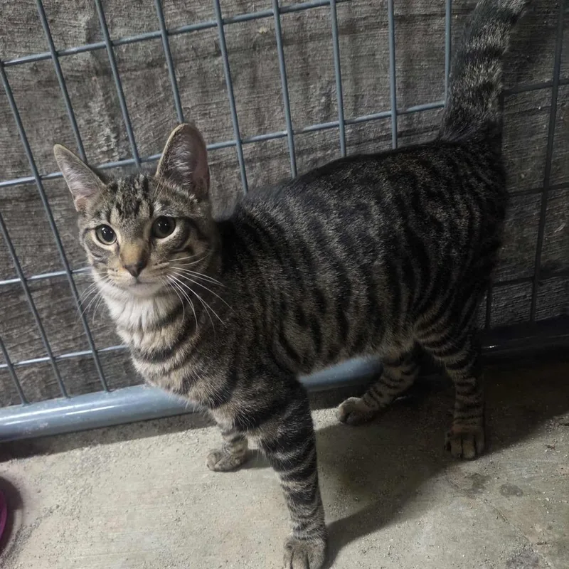 A young small-sized male Brown / Chocolate Domestic Short Hair cat named Pepperjack for adoption in Union, MO